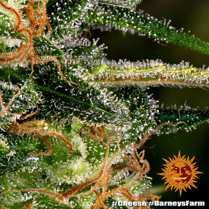 Cheese, Фасовка: 5, изображение 9